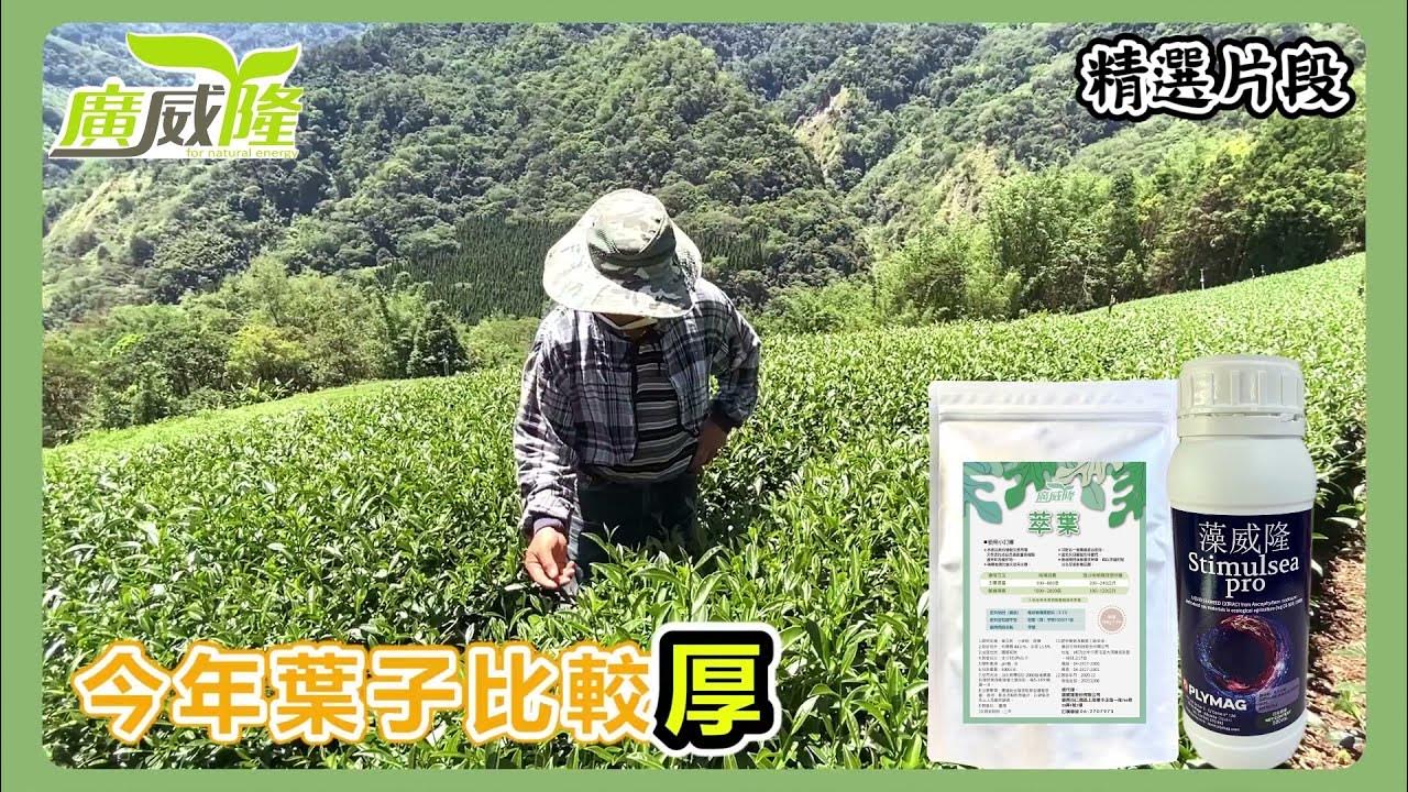 王大哥_嘉義阿里山【萃葉+藻威隆】茶葉試驗