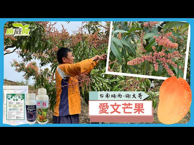 謝大哥_台南楠西【萃葉+藻威隆+農餘】面對極端氣候，開花、產量品質，依然顧的勇