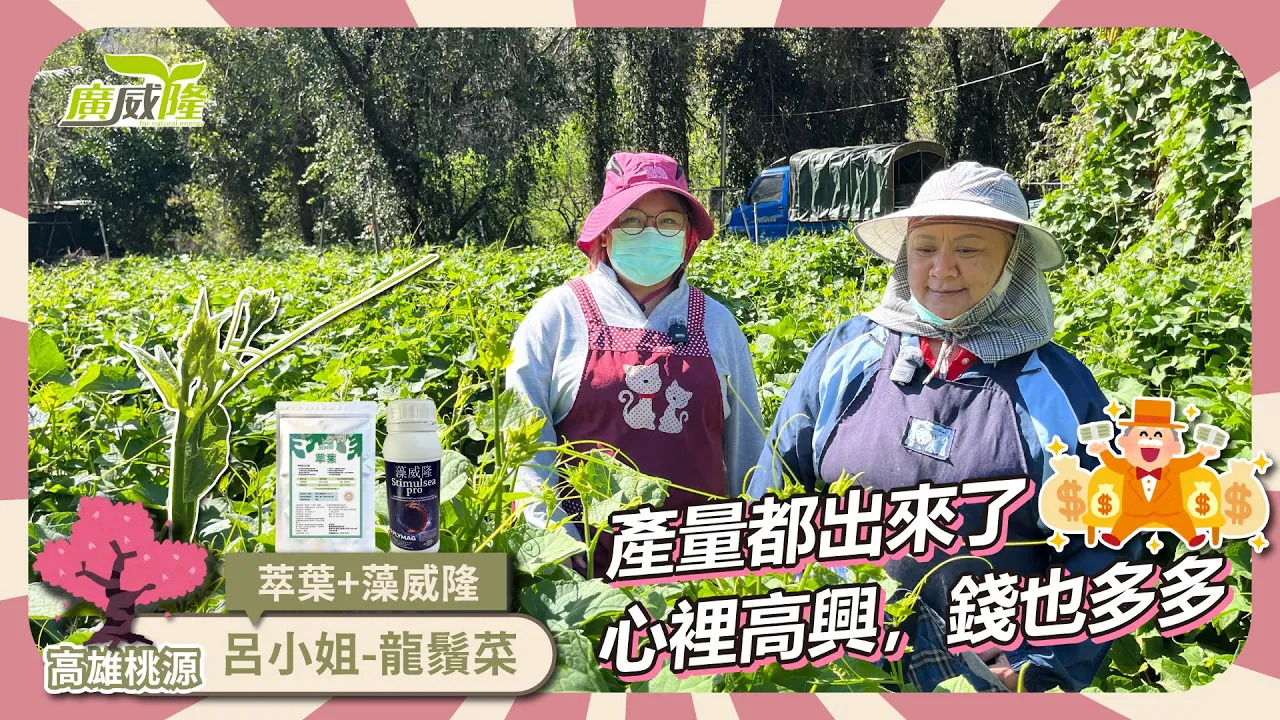 呂小姐_高雄桃源【萃葉、藻威隆】龍鬚菜產量提升，看了心理高興，錢也賺多多